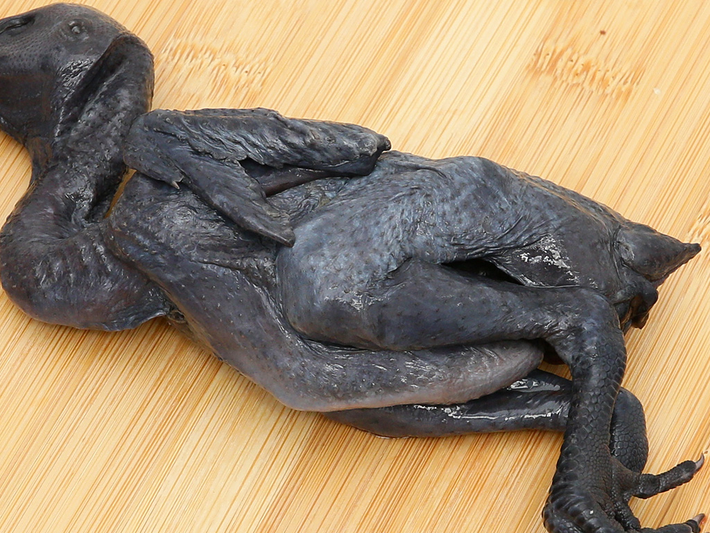 Gà ác nguyên con 135g 3