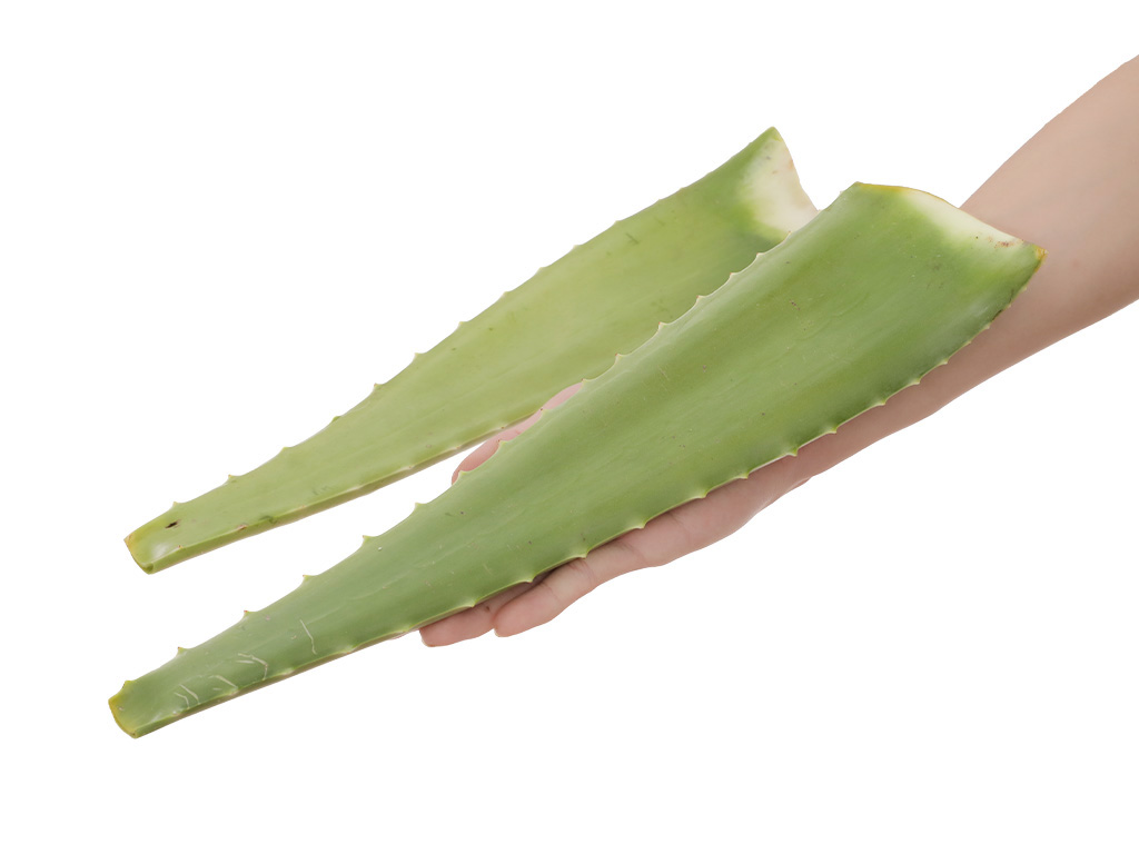 Nha đam túi 500g (1-2 bẹ) 8